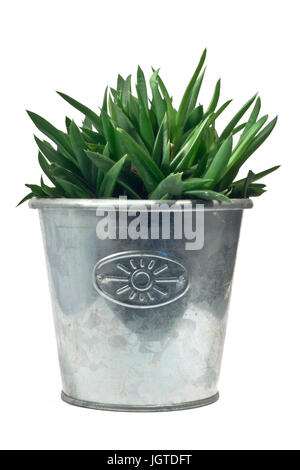 Cactus in metal pot on white background Stock Photo