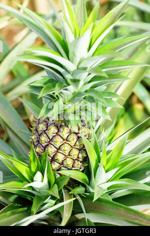 Pineapple growing on a tropical plant Stock Photo