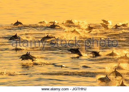 Long-beaked common dolphins, Delphinus capensis, swimming in a large pod at sunrise. Stock Photo