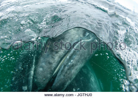 California gray whale calf, Eschrichtius robustus, in San Ignacio Lagoon. Stock Photo