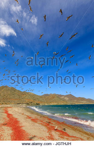 California gulls feast on red pelagic crabs on Magdalena Island. Stock Photo