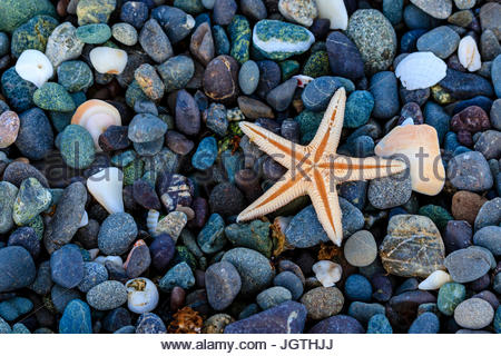 Sea star on colorful beach rocks. Stock Photo