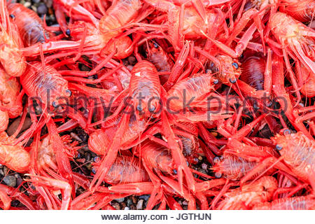A close up of red pelagic crabs. Stock Photo