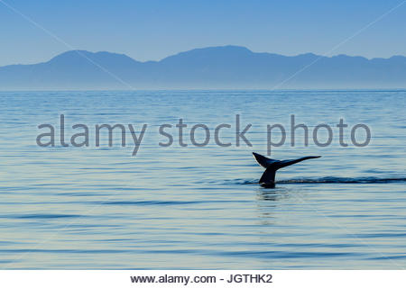 The world's largest animal, a blue whale raises its fluke out of the water. Stock Photo