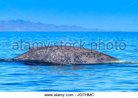 The world's largest animal, a blue whale surfaces in Loreto Bay National Marine Park. Stock Photo