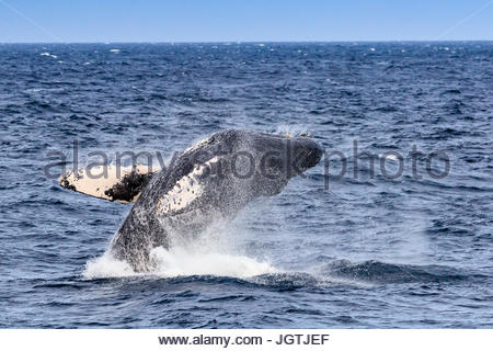 Breaching behavior of a humpback whale, Megaptera novaeangliae. Stock Photo