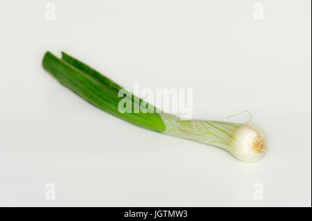 Green Onion / (Allium fistulosum, Allium altaicum, Allium ceratophyllum, Cepa sissilis, Cepa ventricosa) / Welsh Onion, Spring Onion, Bunching Onion Stock Photo