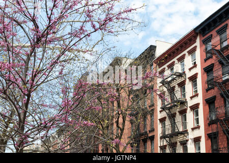 New York City spring street scene with colorful blooming tree and background of old apartment buildings Stock Photo