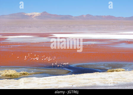 Laguna Colorada - Reserva nacional de fauna andina Eduardo Abaroa - Deserto do Lipez - Departamento de Potosi - Provincia Sud Lipez - Bolivia ATENÇÃO: Stock Photo