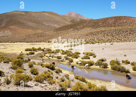 Deserto do Lipez - Departamento de Potosi - Provincia Sud Lipez - Bolivia ATENÇÃO: NÃO  PODEMOS REPRESENTAR  ESSA IMAGEM FORA DA AMERICA LATINA Stock Photo