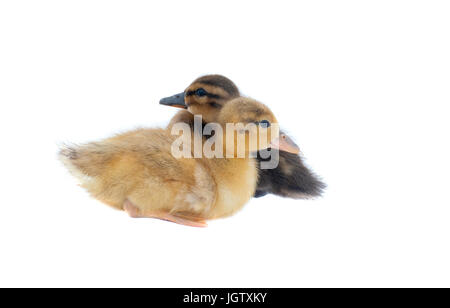 Baby Ducks sitting and looking in opposite directions, isolated on white. Stock Photo