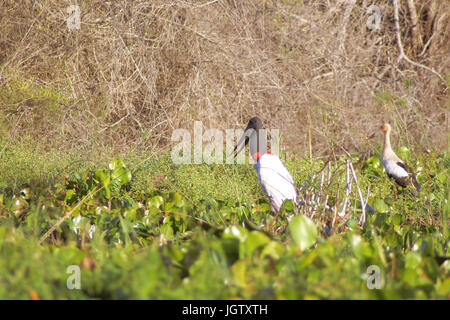 Tuiuiu or Jaburu, Jabiru Stork, Jabiru mycteria,Tabuiaia, Maguari Stork, Ciconia Maguari, Euxenura maguari, Pantanal, Mato Grosso do Sul, Brazil  Tabu Stock Photo