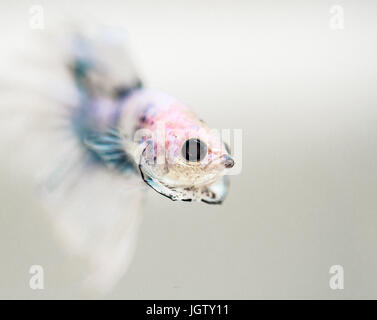 Male betta splendens flaring Stock Photo