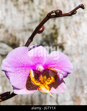 Pink moth orchid and buds Stock Photo