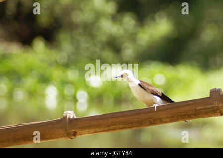 Birro, White Woodpecker, Melanerpes candidus, Pantanal, Mato Grosso do Sul, Brazil Stock Photo