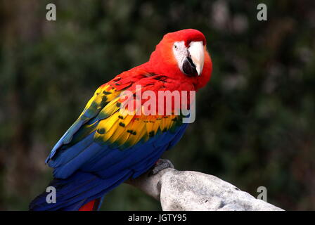 South American Scarlet macaw (Ara macao) Stock Photo