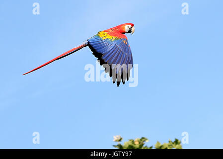 South American Scarlet macaw (Ara macao) in flight. Stock Photo