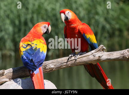 South American Scarlet macaw (Ara macao) Stock Photo