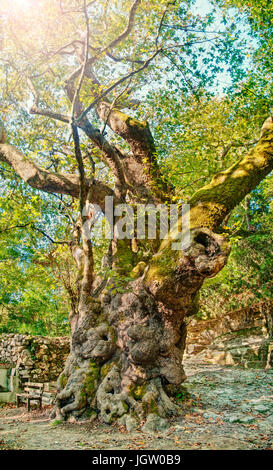 a huge 2000 year-old platanus tree on sunny day with bench under it and ancient stone cemetery at background close to Church of Holy Five Virgins in L Stock Photo