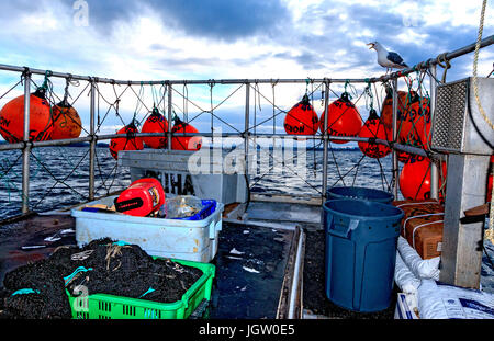 Commercial fishing boat Nordic Rand off Vancouver Island, BC, Canada, fishing for prawns (like shrimp but larger). Back deck where traps are stored wh Stock Photo