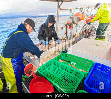 Commercial fishing boat Nordic Rand off Vancouver Island, BC, Canada, fishing for prawns (like shrimp but larger). Sorting the prawns by size. Stock Photo