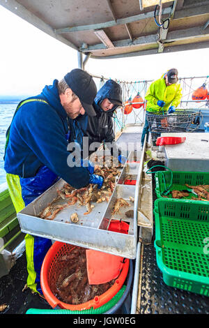 Commercial fishing boat Nordic Rand off Vancouver Island, BC, Canada, fishing for prawns (like shrimp but larger). Sorting the prawns by size. Stock Photo