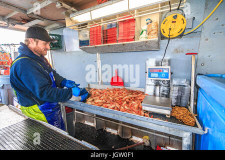 Commercial fishing boat Nordic Rand off Vancouver Island, BC, Canada, fishing for prawns (like shrimp but larger). Packing prawns into boxes for sale. Stock Photo