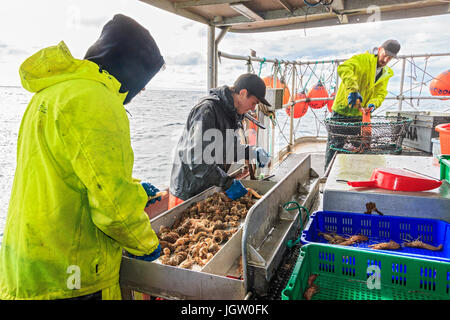 Commercial fishing boat Nordic Rand off Vancouver Island, BC, Canada, fishing for prawns (like shrimp but larger). Sorting the prawns by size. Stock Photo