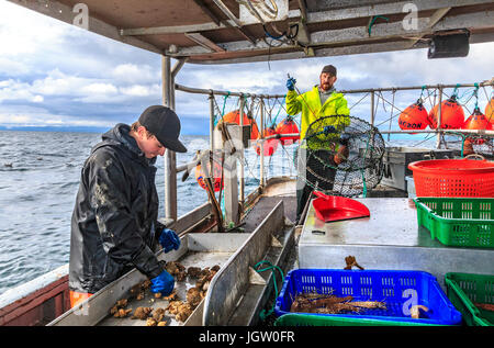 Commercial fishing boat Nordic Rand off Vancouver Island, BC, Canada, fishing for prawns (like shrimp but larger). Sorting the prawns by size. Stock Photo