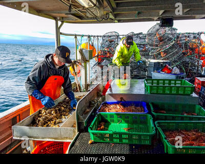 Commercial fishing boat Nordic Rand off Vancouver Island, BC, Canada, fishing for prawns (like shrimp but larger). Sorting the prawns by size. Stock Photo