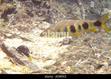 Fish, Piava, Leporinus elongatus, Bonito, Mato Grosso do Sul, Brazil Stock Photo
