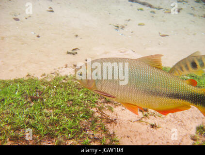 Fish, Piraputanga, Brycon hilarii, Piava, Leporinus elongatus, Bonito, Mato Grosso do Sul, Brazil Stock Photo