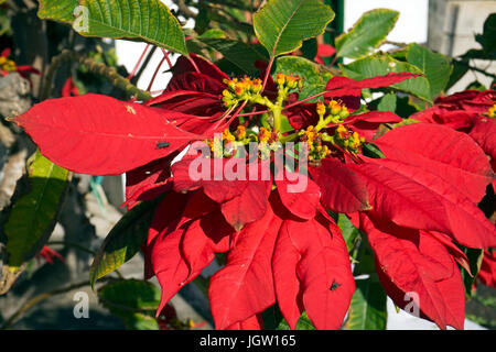 Weihnachtsstern, Roter Weihnachtsstern (Euphorbia pulcherrima),  Christmas flower, Christmas star, Uga, Lanzarote, Canary islands, Spain Stock Photo