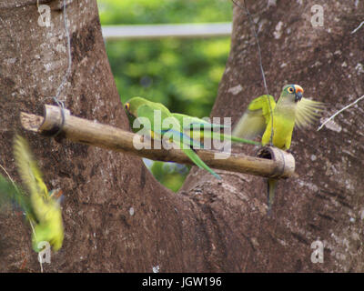 Ave, Parakeet, Cabeceira do Prata Farm, Rio da Prata, Bonito, Mato Grosso do Sul, Brazil Stock Photo