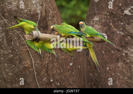 Ave, Parakeet, Cabeceira do Prata Farm, Rio da Prata, Bonito, Mato Grosso do Sul, Brazil Stock Photo