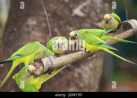 Ave, Parakeet, Cabeceira do Prata Farm, Rio da Prata, Bonito, Mato Grosso do Sul, Brazil Stock Photo