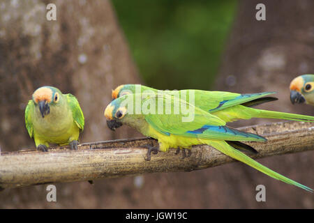 Ave, Parakeet, Cabeceira do Prata Farm, Rio da Prata, Bonito, Mato Grosso do Sul, Brazil Stock Photo