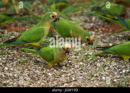 Ave, Parakeet, Cabeceira do Prata Farm, Rio da Prata, Bonito, Mato Grosso do Sul, Brazil Stock Photo