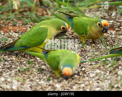 Ave, Parakeet, Cabeceira do Prata Farm, Rio da Prata, Bonito, Mato Grosso do Sul, Brazil Stock Photo