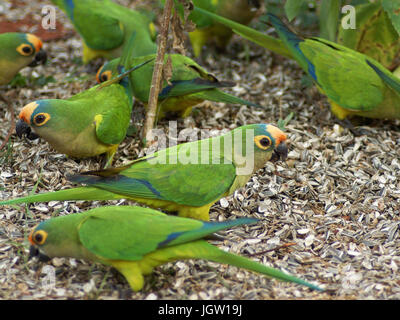 Ave, Parakeet, Cabeceira do Prata Farm, Rio da Prata, Bonito, Mato Grosso do Sul, Brazil Stock Photo