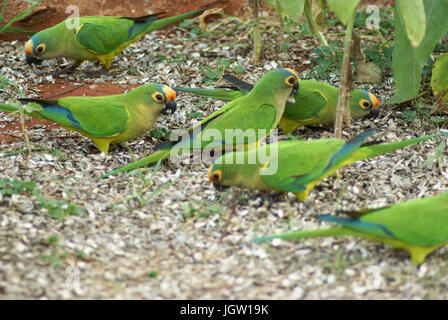 Ave, Parakeet, Cabeceira do Prata Farm, Rio da Prata, Bonito, Mato Grosso do Sul, Brazil Stock Photo