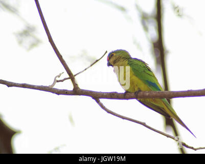 Ave, Parakeet, Cabeceira do Prata Farm, Rio da Prata, Bonito, Mato Grosso do Sul, Brazil Stock Photo