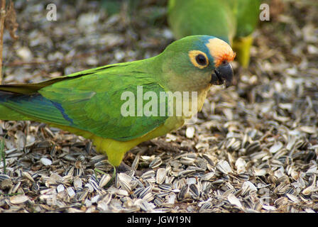 Ave, Parakeet, Cabeceira do Prata Farm, Rio da Prata, Bonito, Mato Grosso do Sul, Brazil Stock Photo