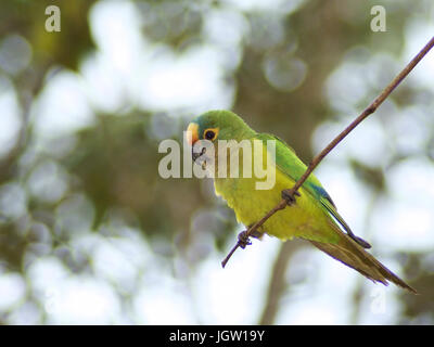 Ave, Parakeet, Cabeceira do Prata Farm, Rio da Prata, Bonito, Mato Grosso do Sul, Brazil Stock Photo