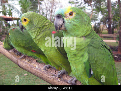 Parrot, Cabeceira do Prata, Farm, Rio da Prata, Bonito, Mato Grosso do Sul, Brazil Stock Photo