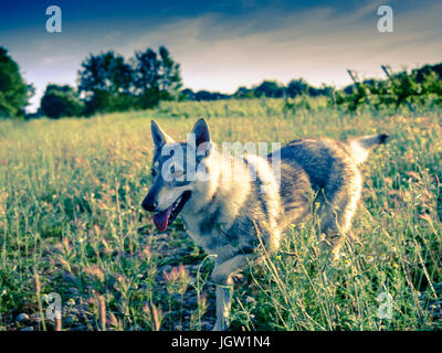 Czechoslovakian wolfdog on the field. Stock Photo