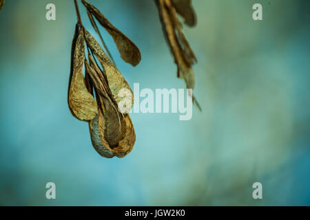 Helicopter seeds Stock Photo