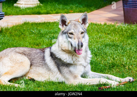 Czechoslovakian wolfdog on a garden. Stock Photo