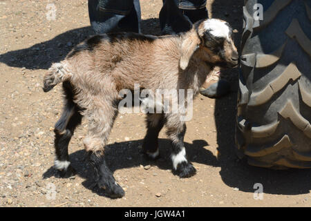 One week old newborn kiko goat kid standing next to tire of farm ATV vehicle Stock Photo