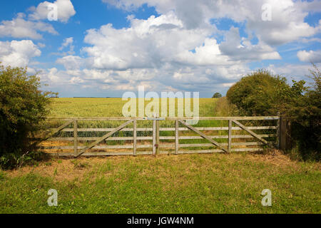 a new wooden farm gate in front of a ripening wheat field with hawthorn hedgerows under a blue summer sky in the yorkshire wolds Stock Photo